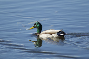 Mallard swimming in pond.