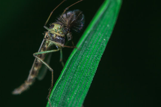 Mosquito close up