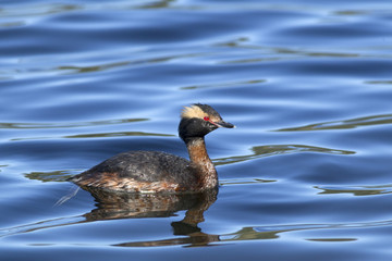 Small Horned Grebe.