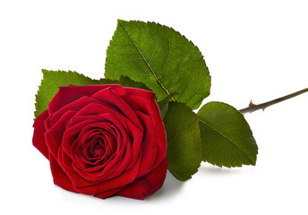red rose with stem