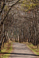 Obraz premium Pathway-3