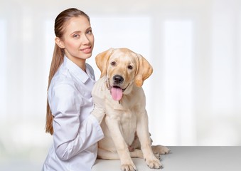 Fototapeta na wymiar Vet. Young female veterinary caring of a cute beautiful dog.