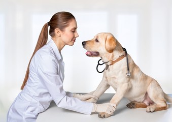 Fototapeta na wymiar Pet. Veterinary care - french bulldog doctor taking care of