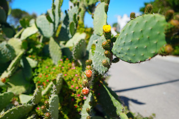 Blooming cactuses of Sardinia