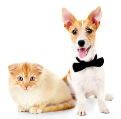 Obraz premium Cute pets isolated on white