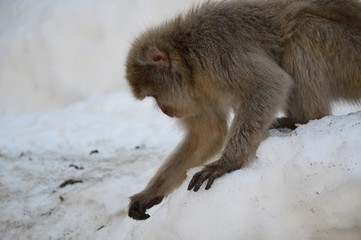 Makake in den japanischen Alpen