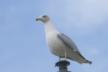 Seagull