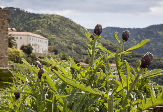 artichokes in Italy