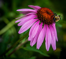 Bumblebee on cone flower
