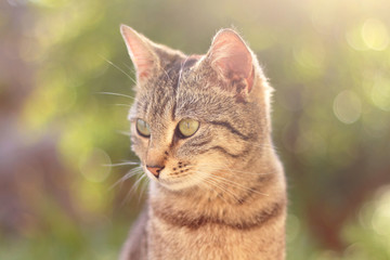 Tabby cat portrait, illuminated by warm sunset light.