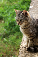 Brown tabby kitten sitting in the garden.