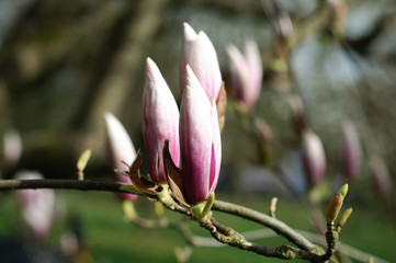 Magnolia Buds  Close-up