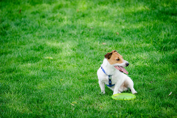 Jack Russell Terrier pet dog on green grass with a toy