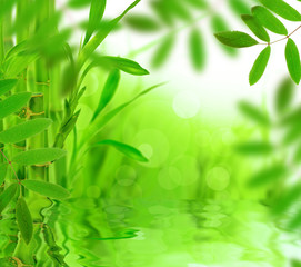 Fototapeta na wymiar Green nature background