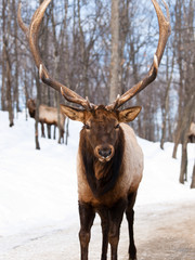 Male reindeer front view in winter