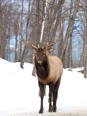 Naklejka na ściany i meble Red Deer mature male in winter