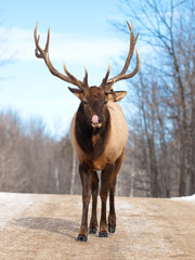  Male Red Deer in winter licking his nose