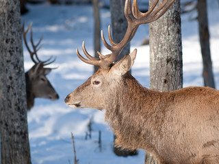  Male Red Deer head close-up profile in winter