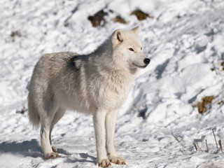 Arctic wolf in winter in natural environment
