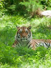 Fototapeta na wymiar Relaxed tiger laying in grass