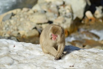 Makake in den japanischen Alpen