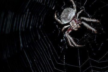 Spider on spider web