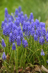 Purple Bluebells in Bloom in Spring