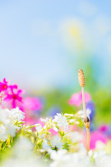 花々に囲まれるつくしと青空