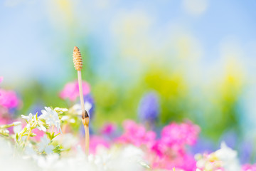 花々に囲まれるつくしと青空