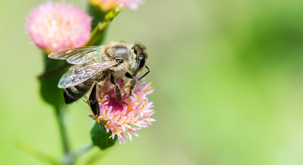 Bee at work