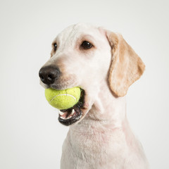 Dog tennis