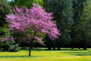 Foto auf Acrylglas Bäume Judas tree in a park