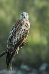 red kite (milvus milvus)