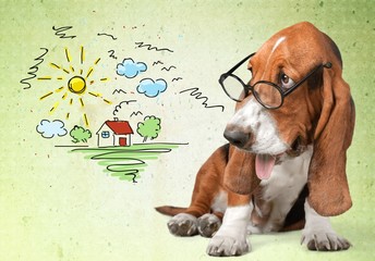 Fototapeta premium Dog. Smart dog