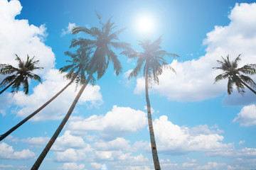 An image of four nice palm trees in the blue sunny sky