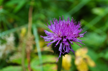 Agrimony flower with drops