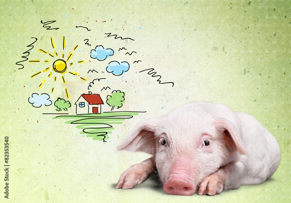 Wall mural Farm. Pink pig in lying on his stomach. Isolated on white