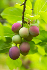 Plums on a branch