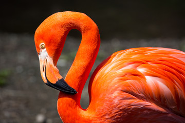 Naklejka premium American Flamingo
