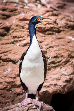 Guanay Cormorant Standing Tall On A Rock