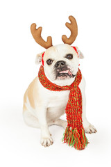 Funny Bulldog Dressed As A Reindeer