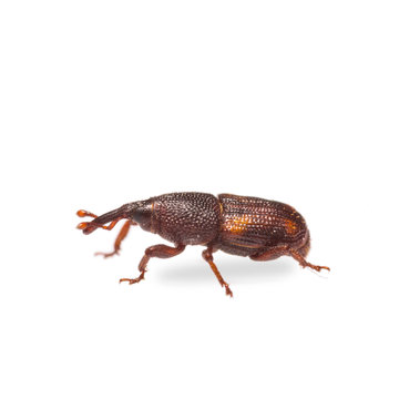 Rice weevil