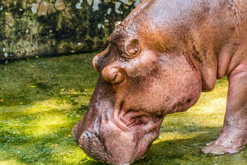 Young Hippopotamus