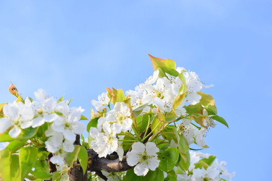 梨の花