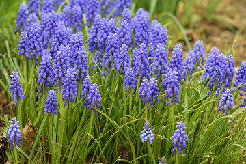 Bluebell Flowers in Bloom in Spring