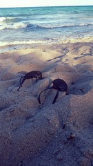 Buried in the Sands of Time
