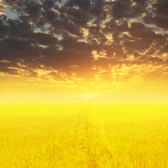 Sunset on the golden meadow. Intense sun setting down on a dried