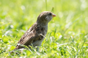 Fototapeta premium Spatz auf der Wiese