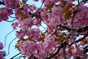 Plum blossom, Kyoto, Japan
