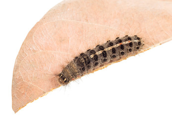 strange caterpillar with many venomous spines